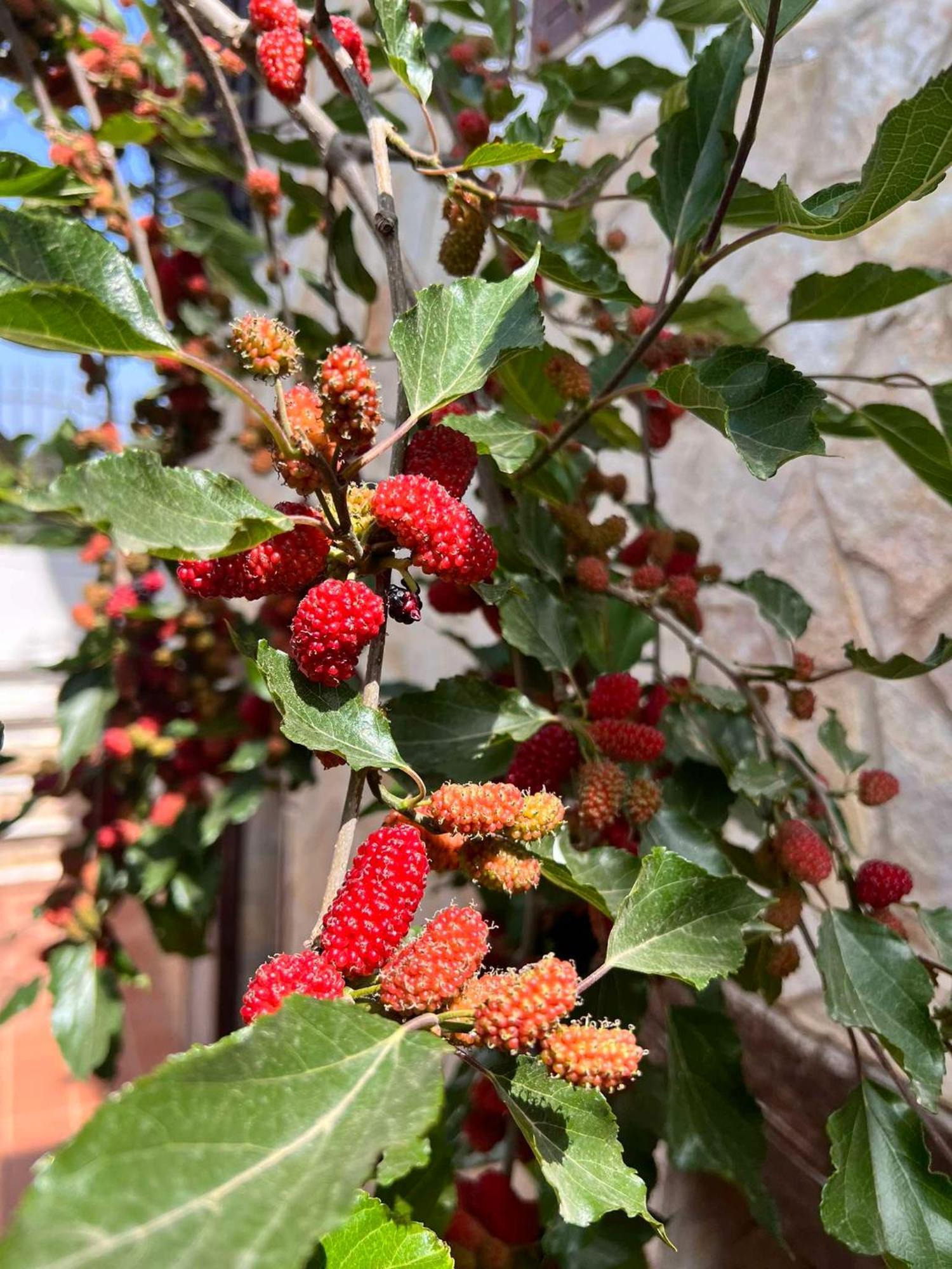 Villa Casa Vacanze Fiore Gallipoli Kültér fotó
