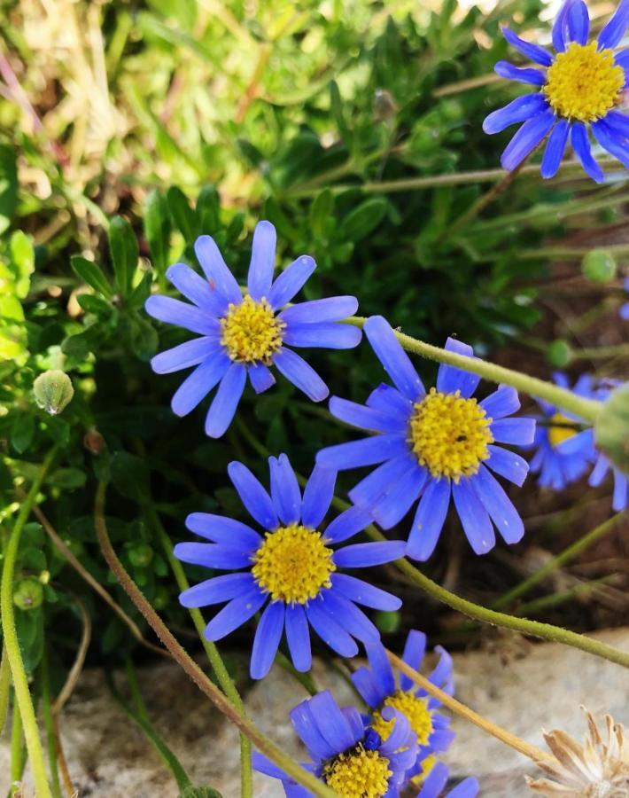 Villa Casa Vacanze Fiore Gallipoli Kültér fotó